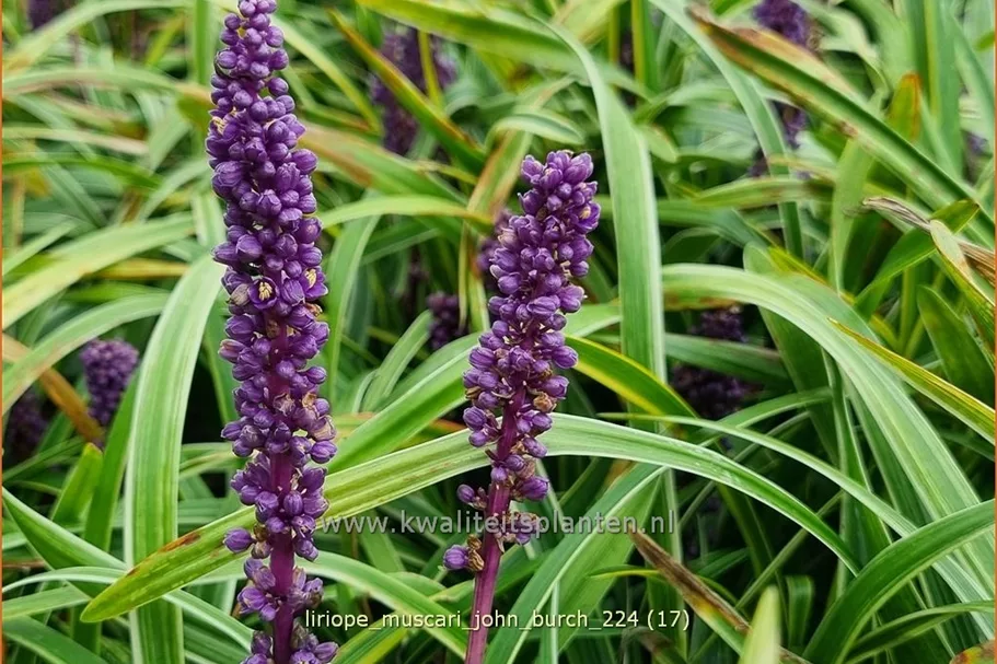 Liriope muscari 'John Burch'