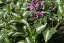 Lamium maculatum 'Roseum'