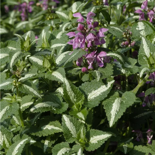 Lamium maculatum 'Roseum'