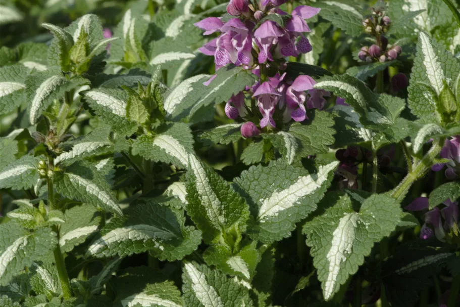 Lamium maculatum 'Roseum'