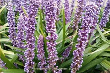 Liriope muscari 'Lilac Wonder'