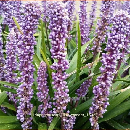 Liriope muscari 'Lilac Wonder'
