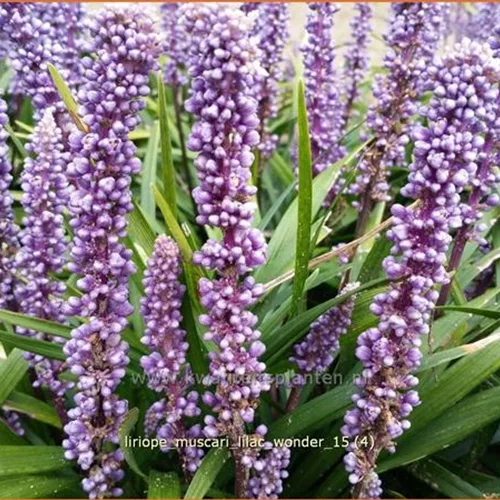 Liriope muscari 'Lilac Wonder'