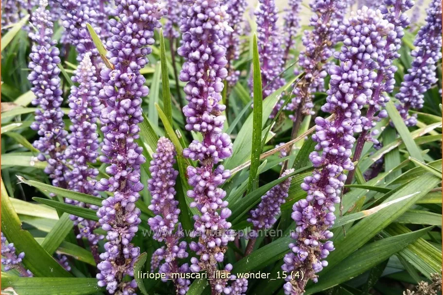 Liriope muscari 'Lilac Wonder'