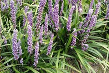 Liriope muscari 'Lilac Wonder'