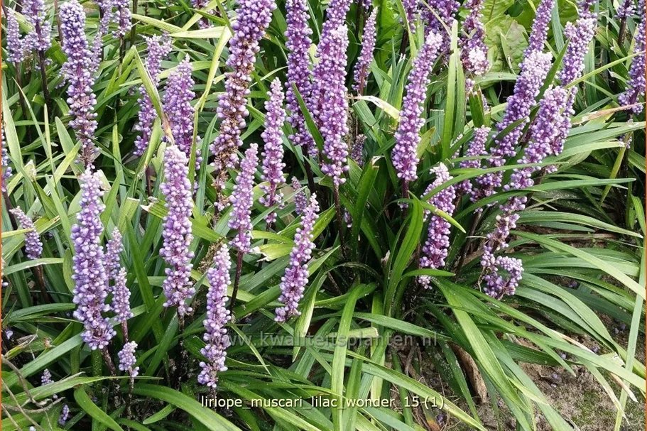 Liriope muscari 'Lilac Wonder'