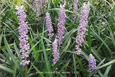 Liriope muscari 'Lilac Wonder'