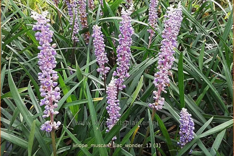 Liriope muscari 'Lilac Wonder'