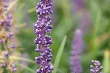 Liriope muscari 'Lilac Wonder'