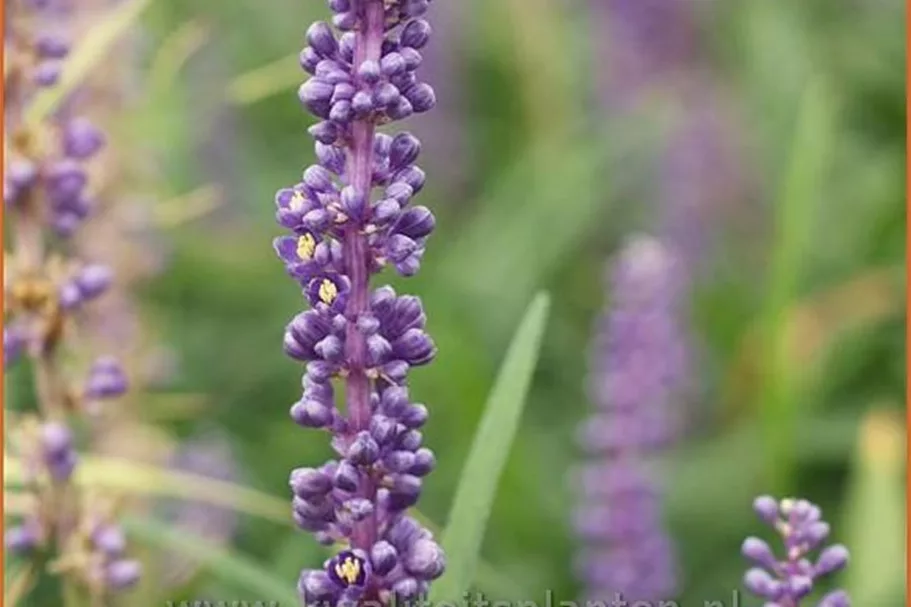Liriope muscari 'Lilac Wonder'