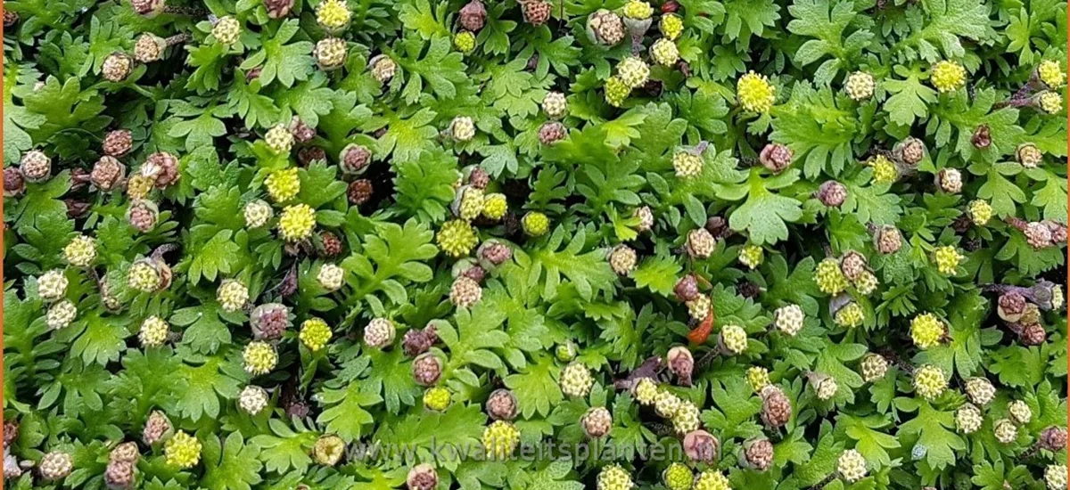 Leptinella dioica 'Minima'