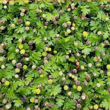 Leptinella dioica 'Minima'