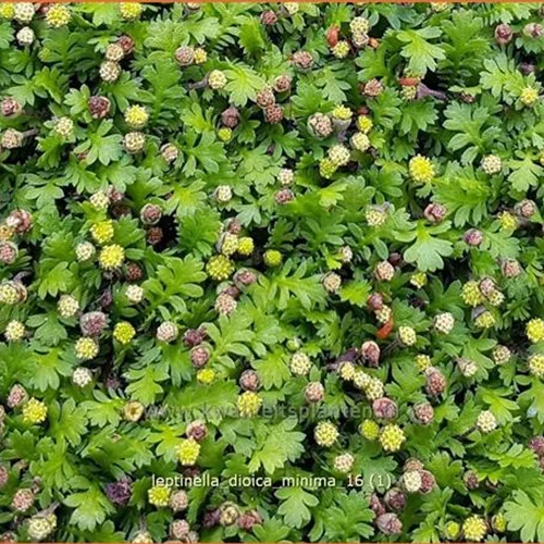 Leptinella dioica 'Minima'