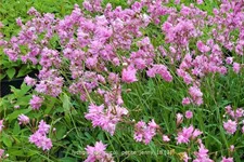 Lychnis flos-cuculi 'Petite Jenny'