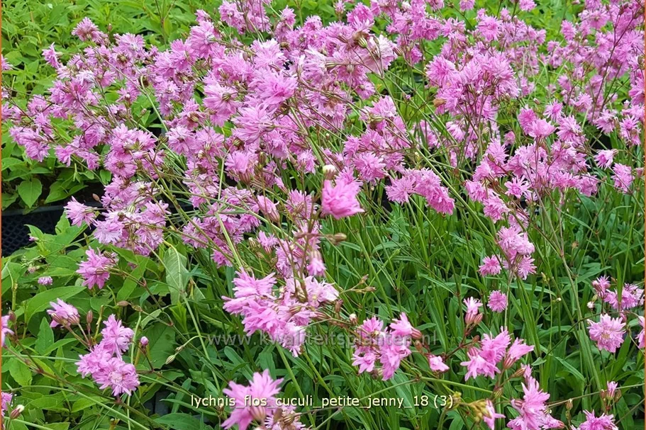 Lychnis flos-cuculi 'Petite Jenny'