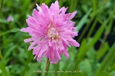 Lychnis flos-cuculi 'Petite Jenny'
