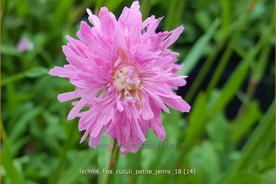 Lychnis flos-cuculi 'Petite Jenny'