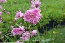 Lychnis flos-cuculi 'Petite Jenny'