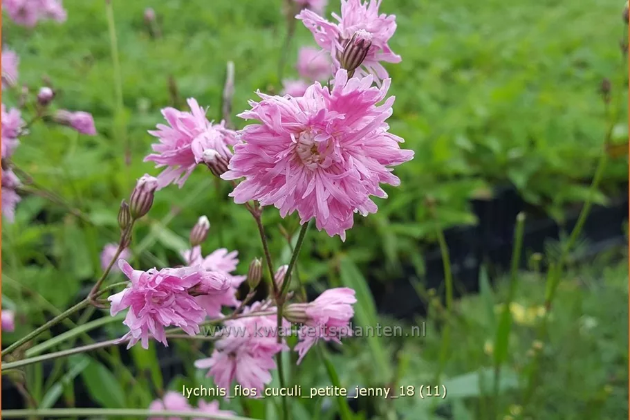 Lychnis flos-cuculi 'Petite Jenny'