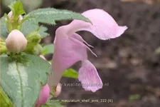 Lamium maculatum 'Shell Pink'