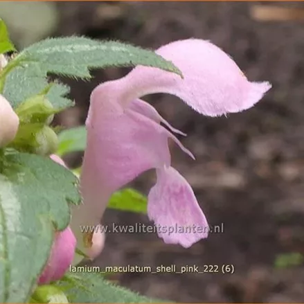 Lamium maculatum 'Shell Pink'