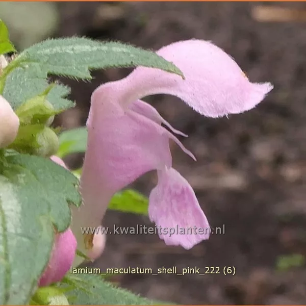 Lamium maculatum 'Shell Pink'
