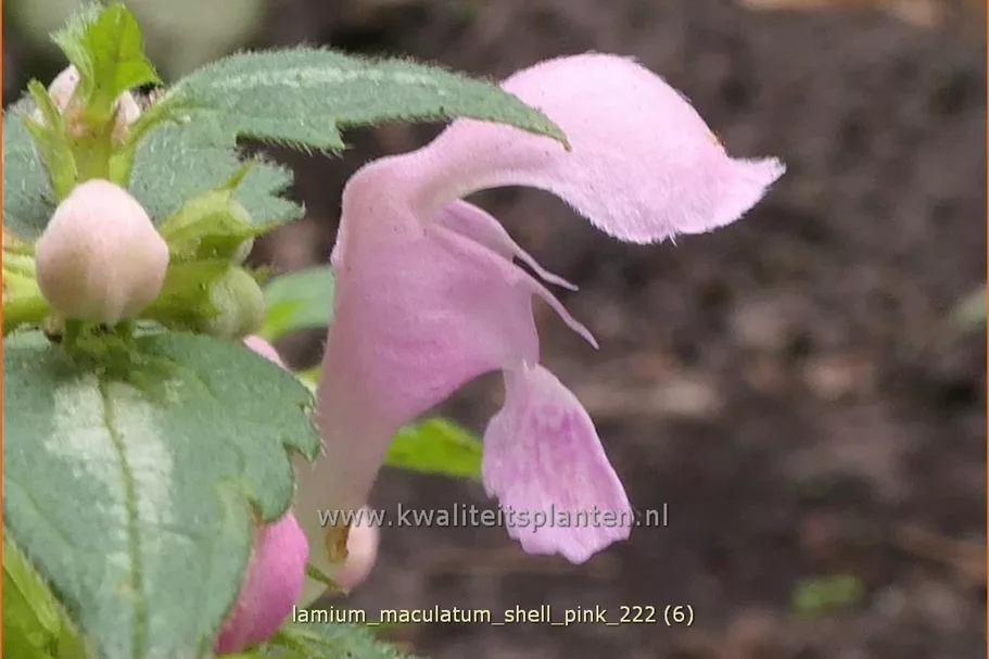 Lamium maculatum 'Shell Pink'