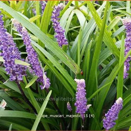 Liriope muscari 'Majestic'