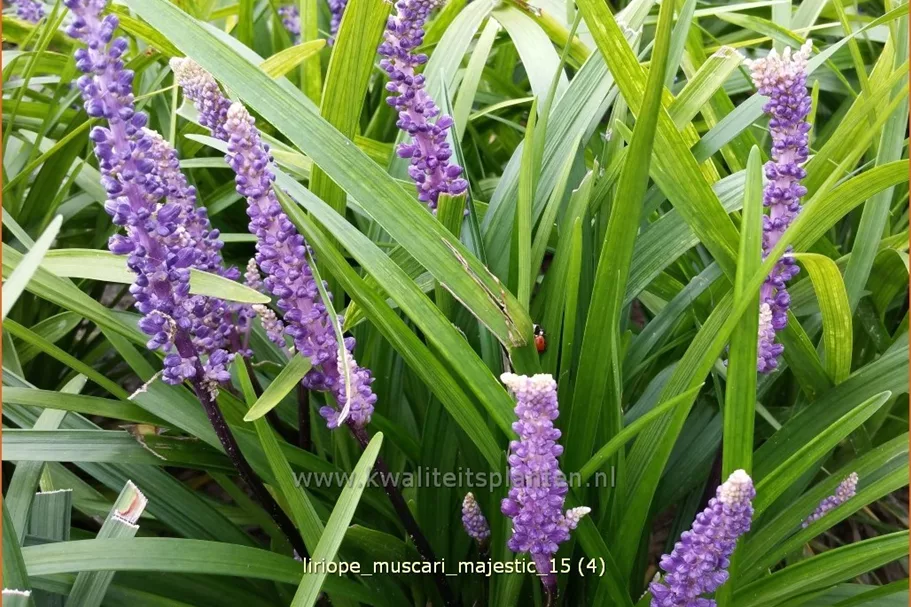 Liriope muscari 'Majestic'