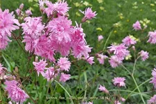 Lychnis flos-cuculi 'Petite Jenny'
