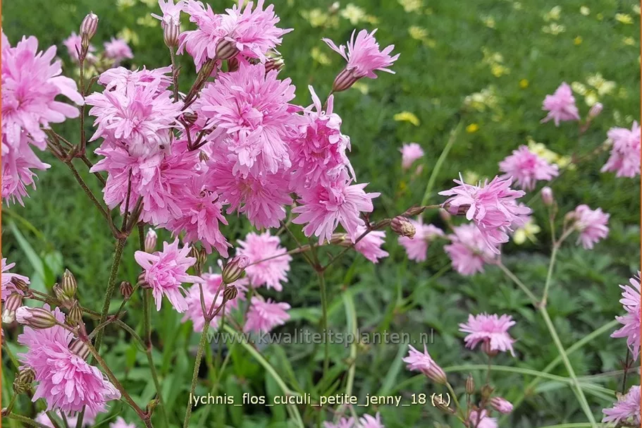 Lychnis flos-cuculi 'Petite Jenny'