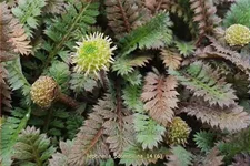 Leptinella potentillina