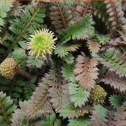 Leptinella potentillina