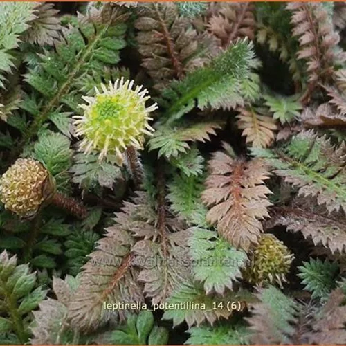 Leptinella potentillina