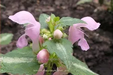 Lamium maculatum 'Shell Pink'