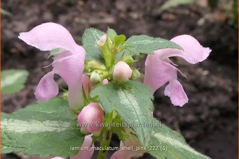 Lamium maculatum 'Shell Pink'