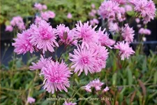 Lychnis flos-cuculi 'Petite Jenny'