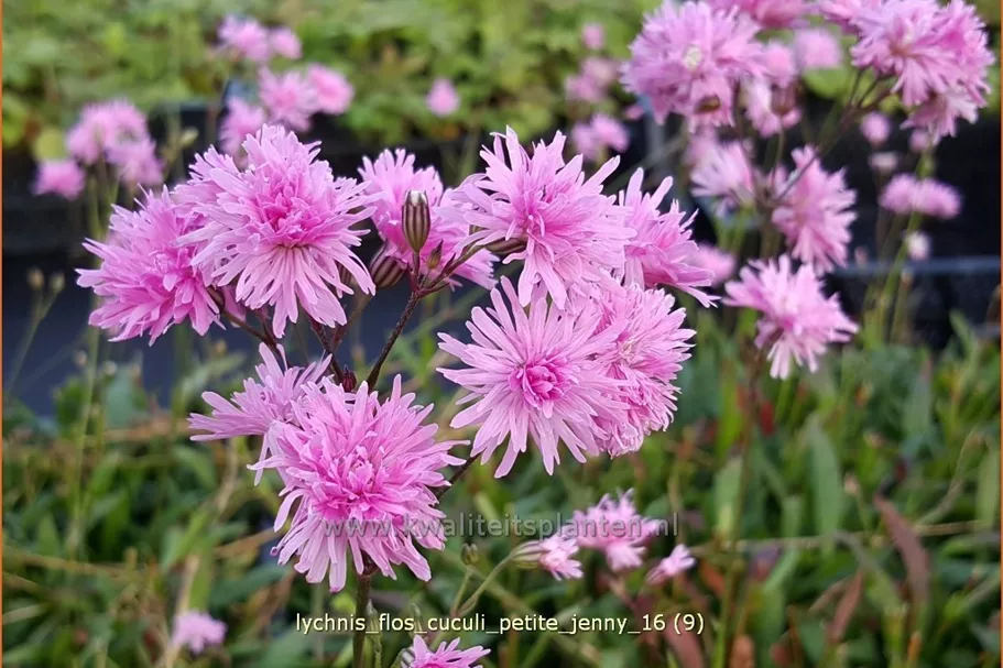 Lychnis flos-cuculi 'Petite Jenny'