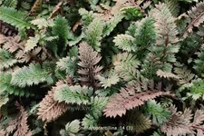 Leptinella potentillina