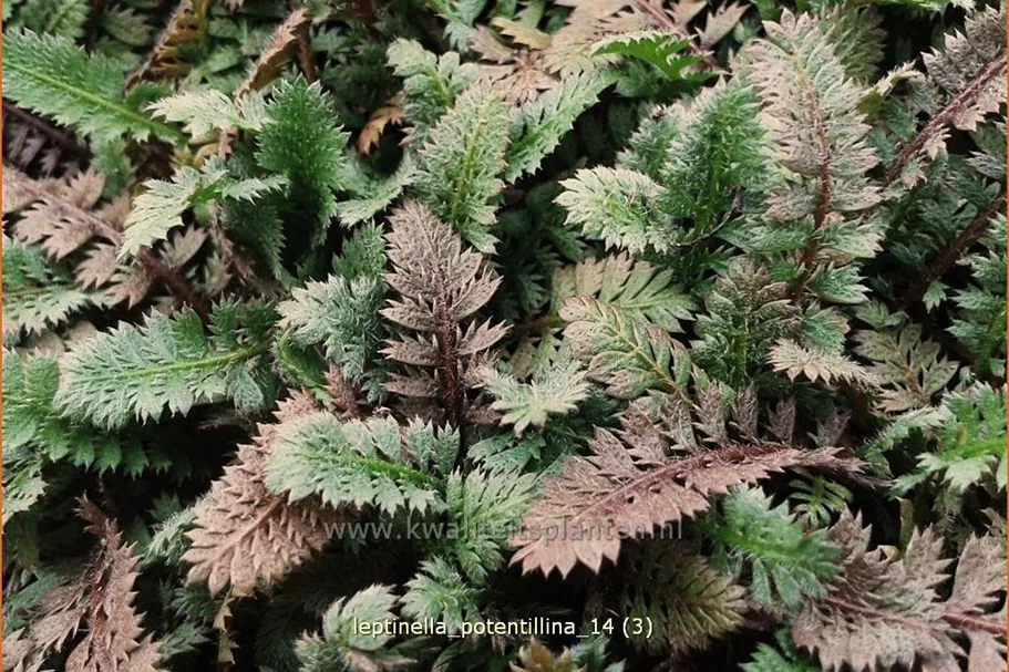 Leptinella potentillina