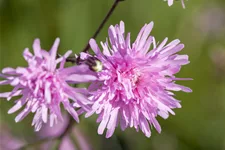 Lychnis flos-cuculi 'Petite Jenny'