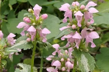 Lamium maculatum 'Shell Pink'
