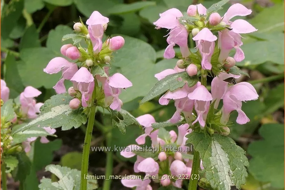 Lamium maculatum 'Shell Pink'
