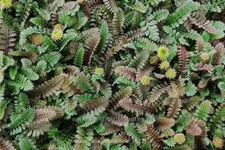 Leptinella potentillina