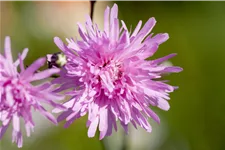 Lychnis flos-cuculi 'Petite Jenny'