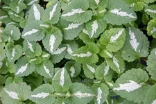 Lamium maculatum 'Shell Pink'