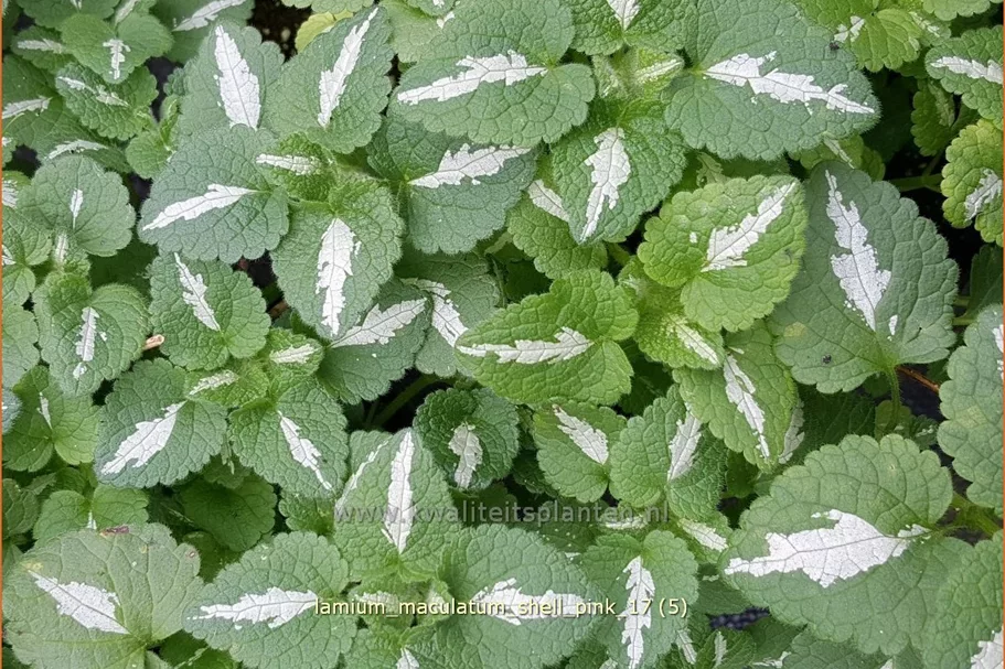 Lamium maculatum 'Shell Pink'
