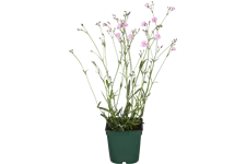 Lychnis flos-cuculi 'Petite Jenny'