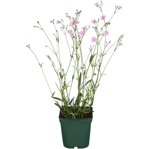 Lychnis flos-cuculi 'Petite Jenny'