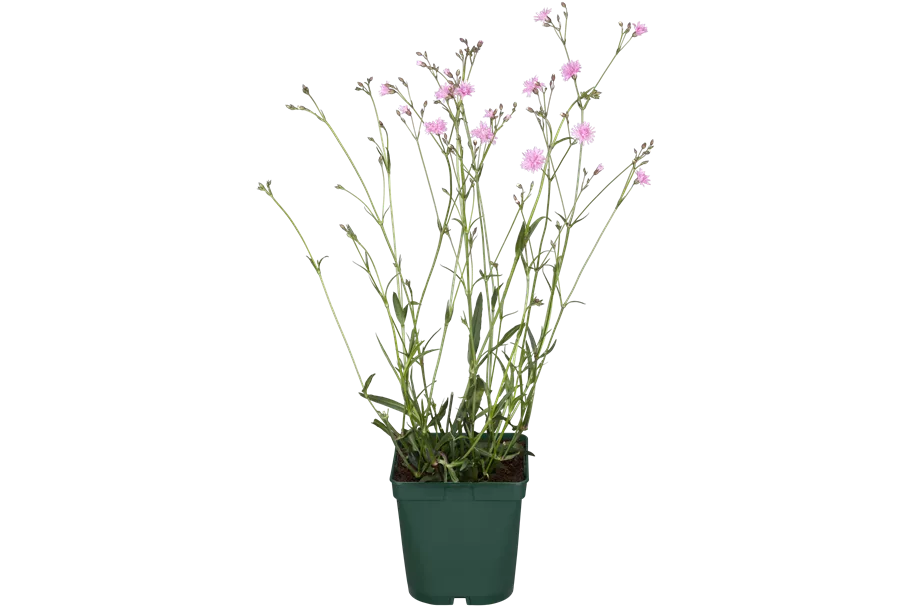 Lychnis flos-cuculi 'Petite Jenny'